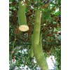 寿桃南瓜种子，4米超长太空丝瓜种子
