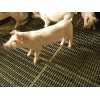 安平县轧花网厂供应养猪网  猪床网  编织网 黑丝网