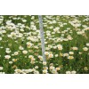 供应全国范围白晶菊一级种子观赏草花